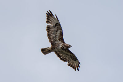 Low angle view of buzzard bird flying against clear sky