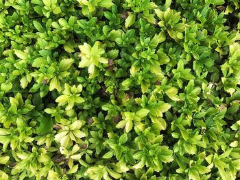 Full frame shot of plants