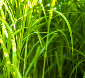 Various plant stocks grown for biomass research