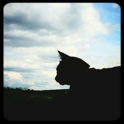 Close-up of cat against clear sky