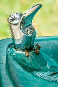 Close-up of insect on water