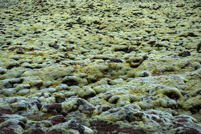 Eldhraun lava field, iceland