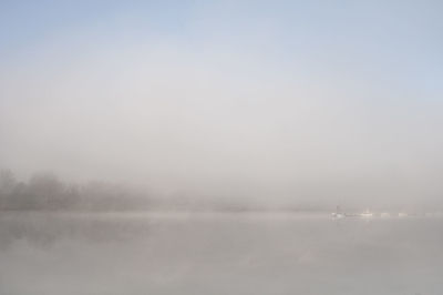 Scenic view of tree against sky