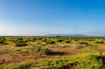 Scenic view of field against clear blue sky