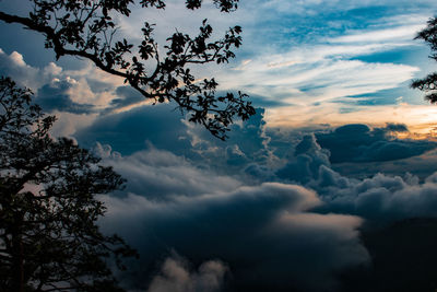 Low angle view of tree against dramatic sky