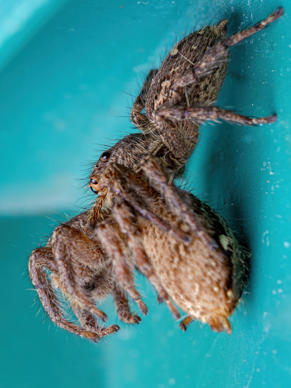 CLOSE-UP OF SPIDER IN BLUE