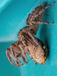 Close-up of spider