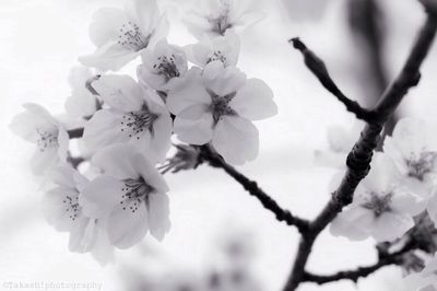 Close-up of fresh purple flowers blooming in garden