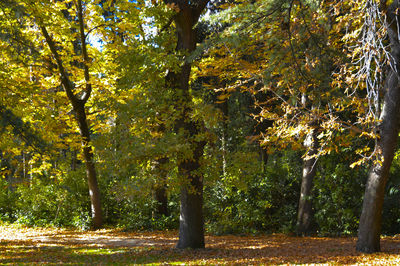 Trees in forest