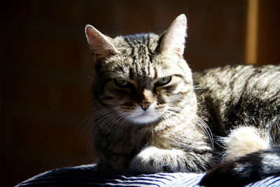 Close-up portrait of tabby cat