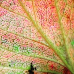 Full frame shot of leaves