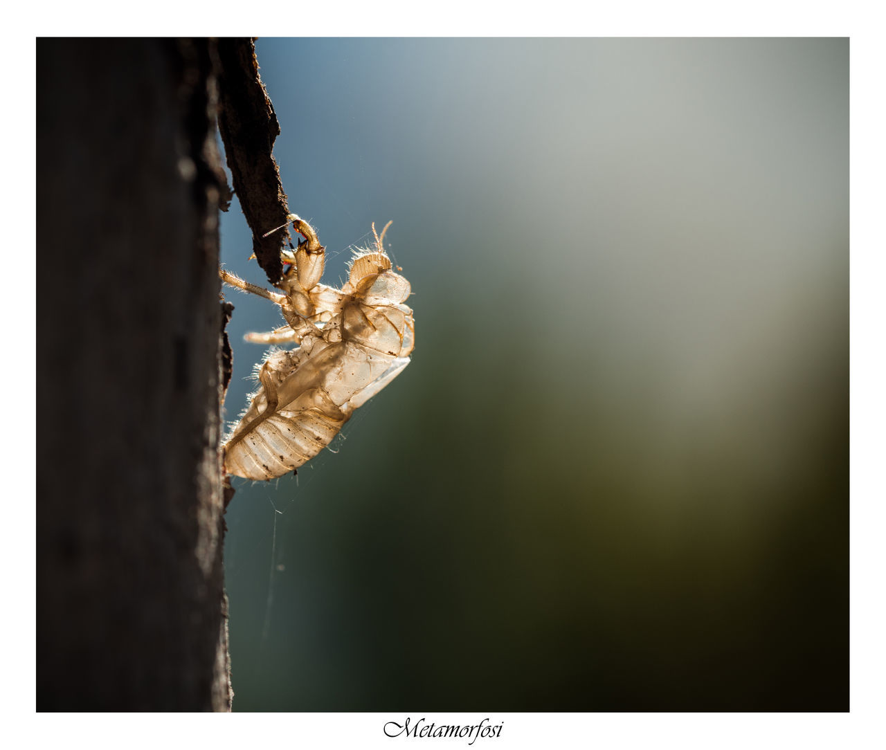 CLOSE-UP OF SPIDER ON WEB OUTDOORS