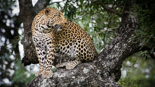 Close-up of leopard