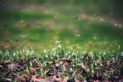 Grass on field