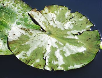 High angle view of leaf in water