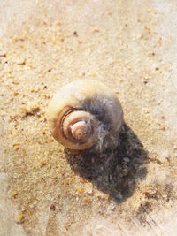 High angle view of snail on sand