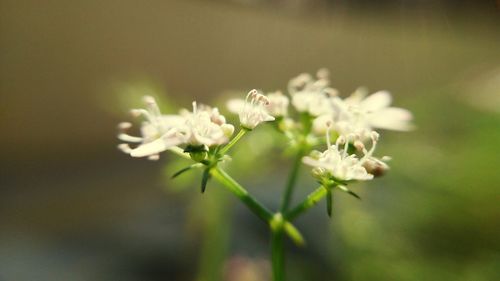 Close-up of white flowers