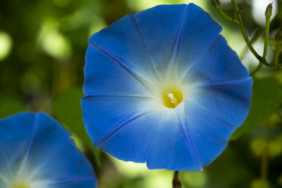 Close-up of purple blue flower