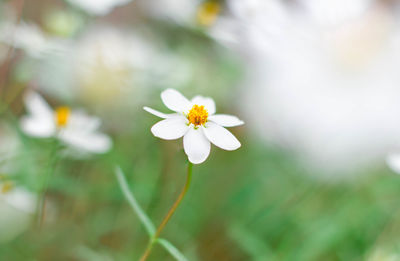 Close-up of white flowering plant