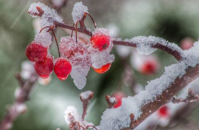 Close-up of berries on branch