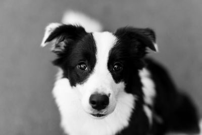 Close-up portrait of dog