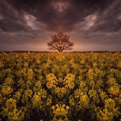 Scenic view of flowering plants on field against sky