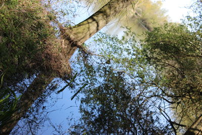 Low angle view of trees against sky