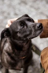 Close-up of black dog