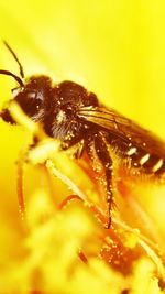 Close-up of insect on flower