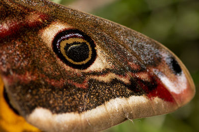 Close-up of butterfly