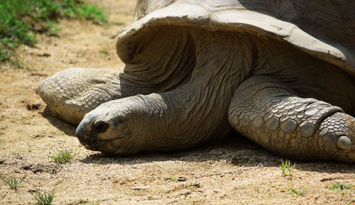 Close-up of horse in sand