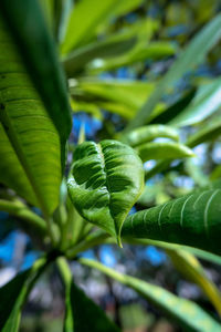 Close-up of green leaves