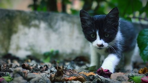 Close-up portrait of cat