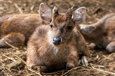 Close-up of deer