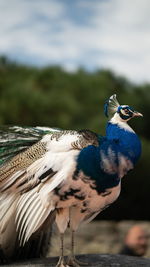 Close-up of bird paon blue and green 