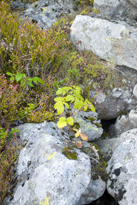 High angle view of moss growing on rocks