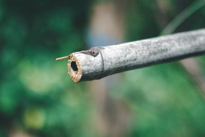 Close-up of cigarette smoking on tree