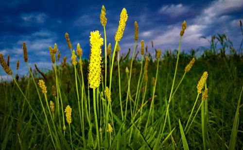 Close-up of yellow flowering plants on field against sky