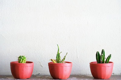 Close-up of potted plant against wall