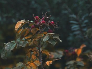 Close-up of plant against blurred background