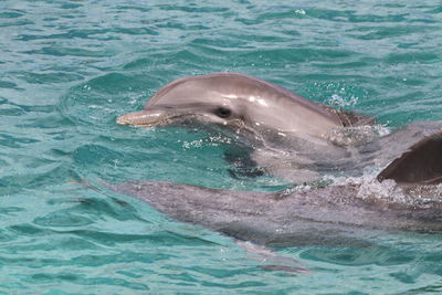 Dolphin swimming in sea