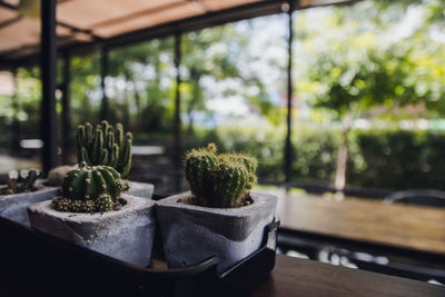 Close-up of succulent plant on table