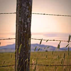 Close-up of barbed wire on field against sky at sunset