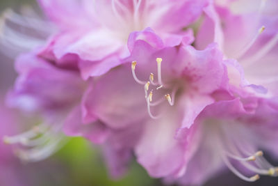 Close-up of pink flower