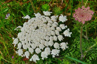 High angle view of white flowering plants on land