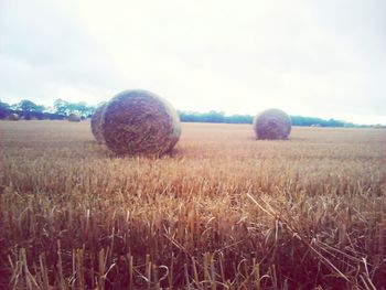 Scenic view of grassy field against sky