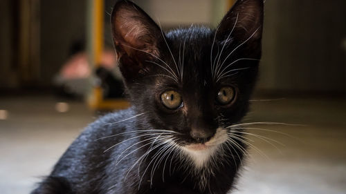 Close-up portrait of cat