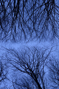 Low angle view of bare tree against sky