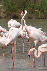 Birds in lake