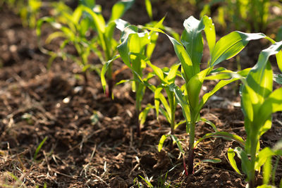 Close-up of plant growing on field